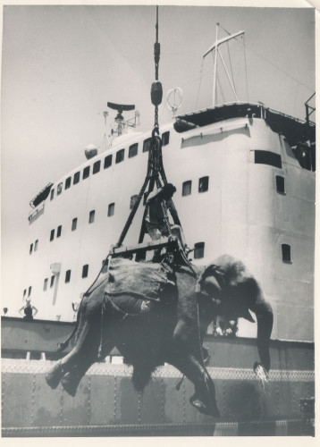 PPMHP 138759: Ukrcaj slona na brod Uljanik u Madrasu