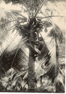 PPMHP 154080: Ceylon - Mladić na kokosovoj palmi