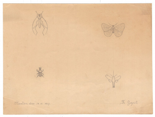PPMHP 127203: Crtež kukaca-leptira