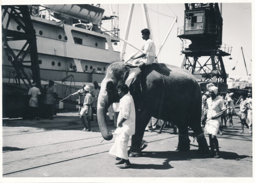PPMHP 138758: Pripreme za ukrcaj slona na brod Uljanik u Madrasu