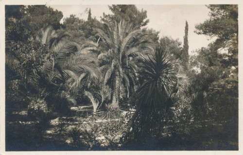 PPMHP 143807: Lopud kod Dubrovnika Vrt poma • Palmen - Garten