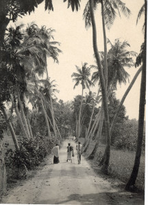PPMHP 154081: Ceylon - Put između kokosovih palmi