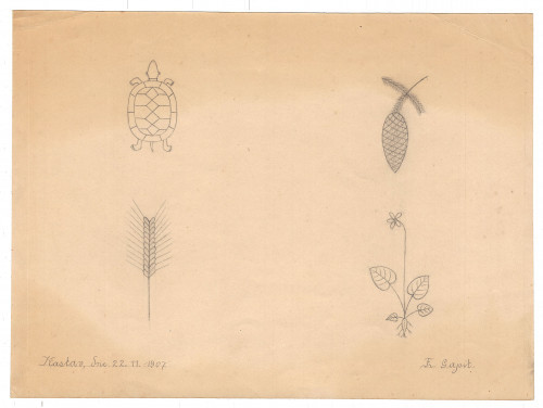 PPMHP 127204: Crtež kornjače i biljaka